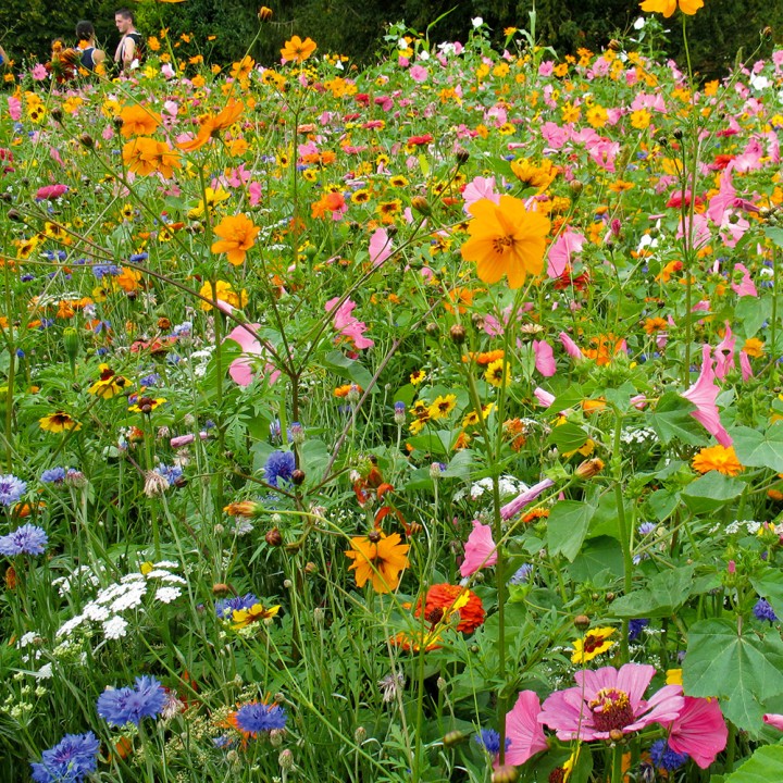 Mélange Prairie fleurie Elégance