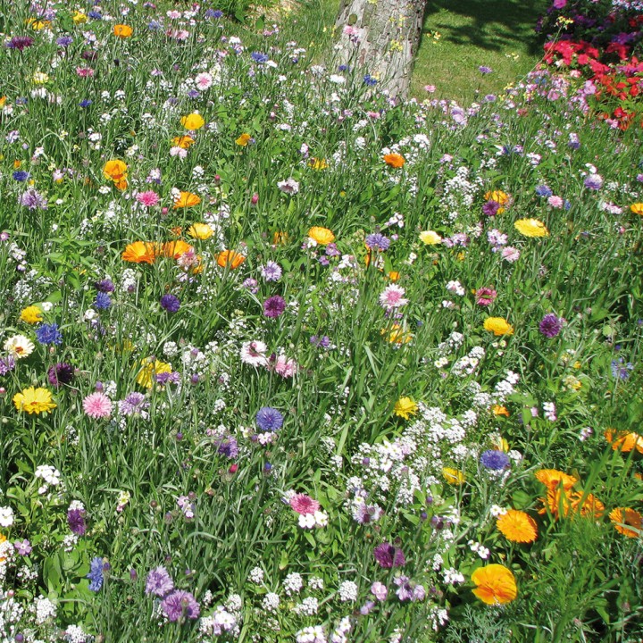 Mélange Prairie fleurie Champêtre