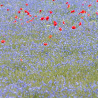 Mélange  Paysage de France végétalisation 1 kg pour 50 m2
