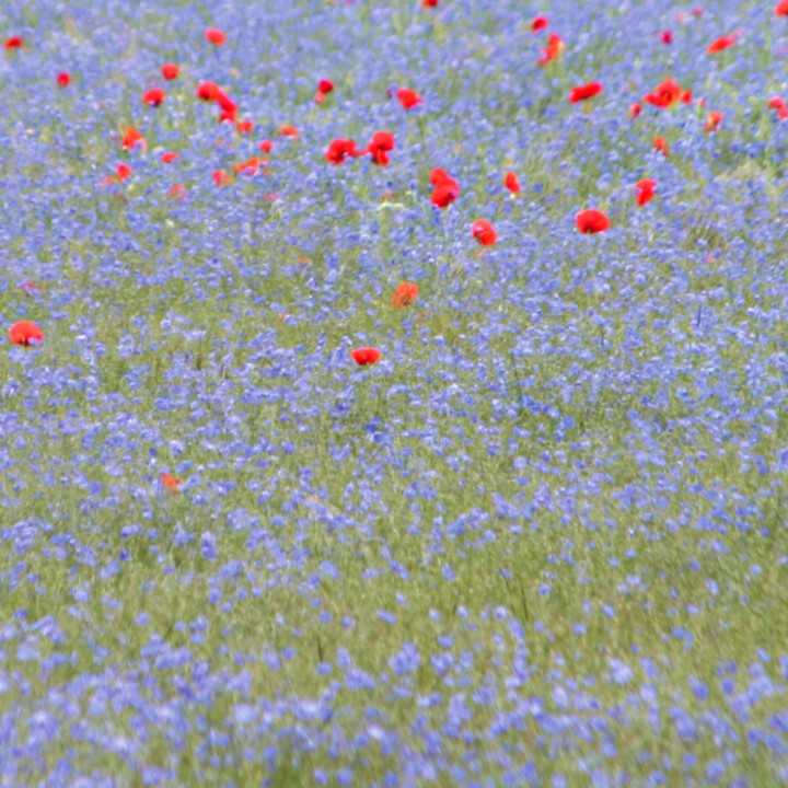 Mélange  Paysage de France végétalisation 1 kg pour 50 m2