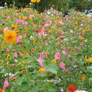 Mélange de graines de semence pour prairie fleurie élégante. Idéal pour la confection de bouquets. A découvrir Agrifournitures