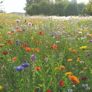 Graines de mélange champêtre pour les zones à faible entretien. Vendues en sac de 250 g ou 1 kg. A découvrir sur Agrifournitures
