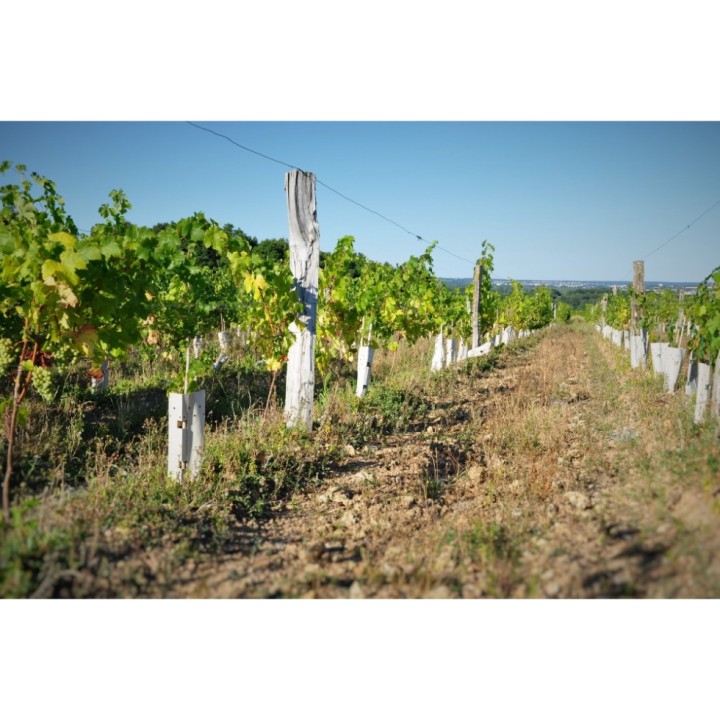 Manchons de protection biodégradables Bisodisac 356 gr/m² pour vignes et arbres, durée de vie 24 à 36 mois