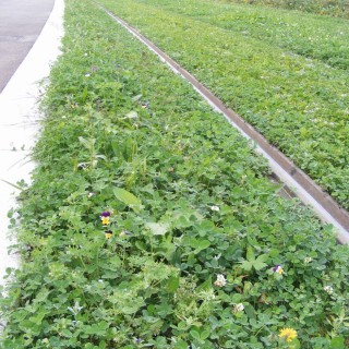 Mélange promenade fleurie sac de 1 kg