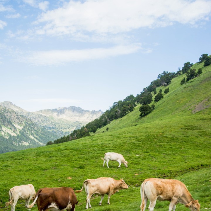 Enherbement Professionnel Région Montagne Versant Nord sac de 20 kg
