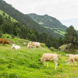 Enherbement Professionnel Région Montagne Versant Sud sac de 20 kg