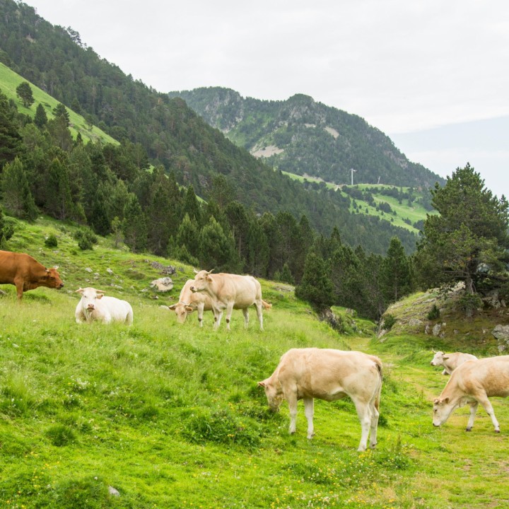 Enherbement Professionnel Région Montagne Versant Sud sac de 20 kg