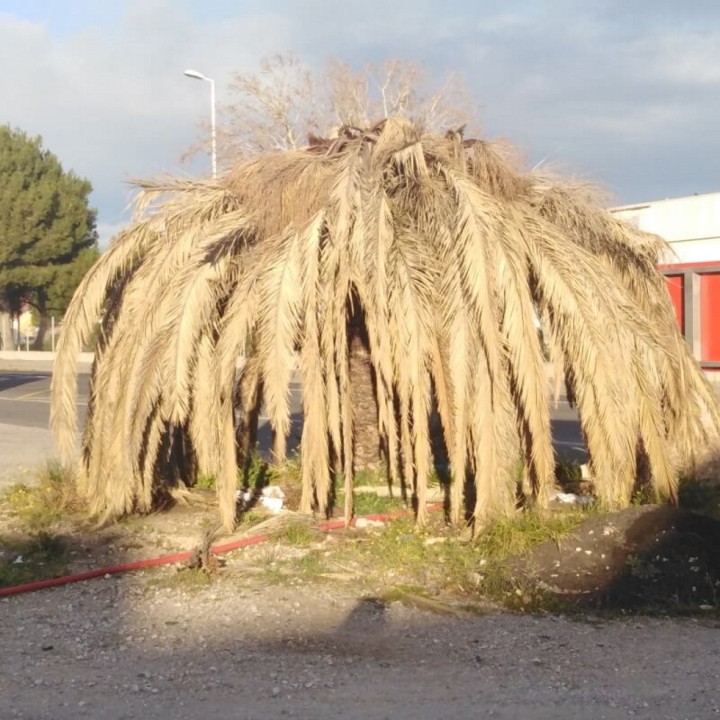 Enduit souple contre les ravageurs des palmiers BIOPALM