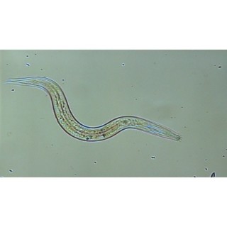 NEMATODES contre les ravageurs des palmiers