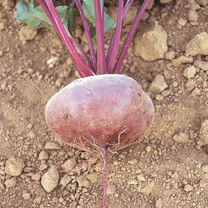 Betterave NOIRE D'EGYPTE (ZPd1) - Bio
