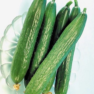 Concombre vert long maraîcher - Bio