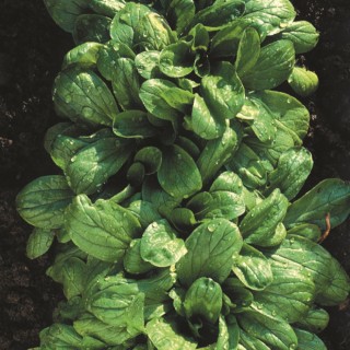Mache VERTE DE CAMBRAI - Bio