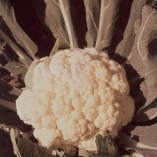 Chou-fleur GEANT D'AUTOMNE PRIMUS - Non traité