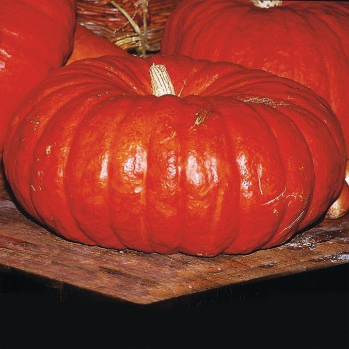Courge ROUGE VIF D'ETAMPES - Bio