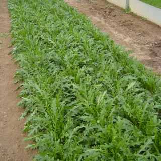Roquette sauvage VERDON - Non traité