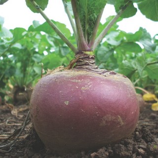 Chou navet rutabaga GOWRIE collet violet - Non traité