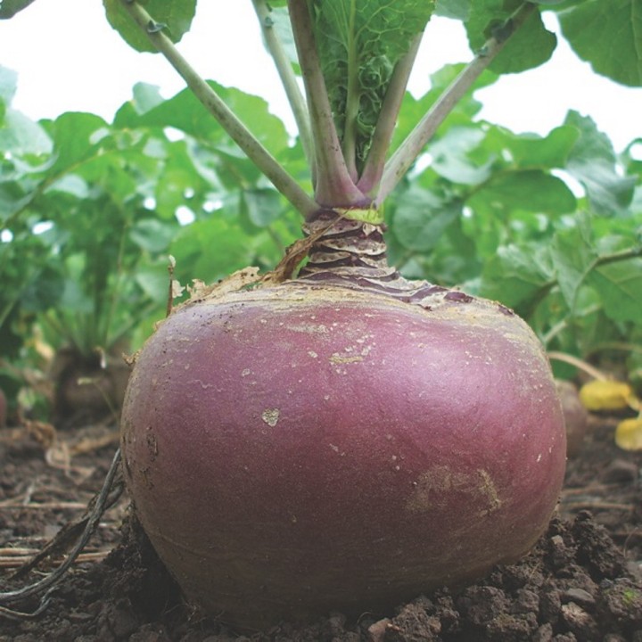 Chou navet rutabaga GOWRIE collet violet - Non traité