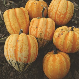 Courge CELEBRATION F1 - Non traité