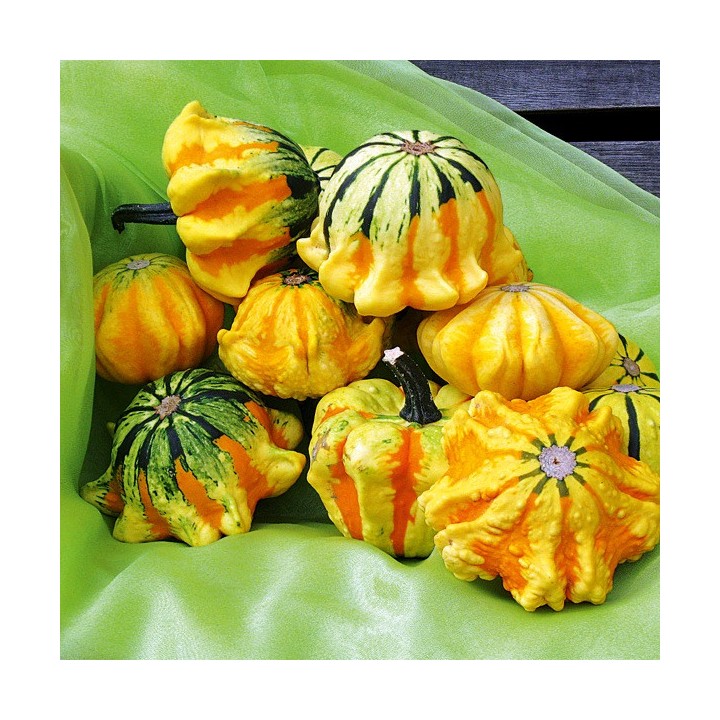Courge décorative MEXICO - Non traité