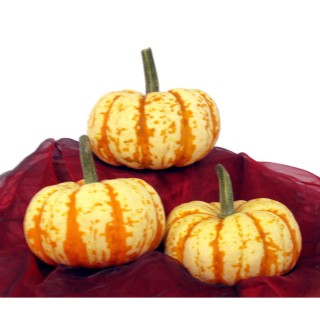 Courge SWEET LIGHTNING F1 - Non traité
