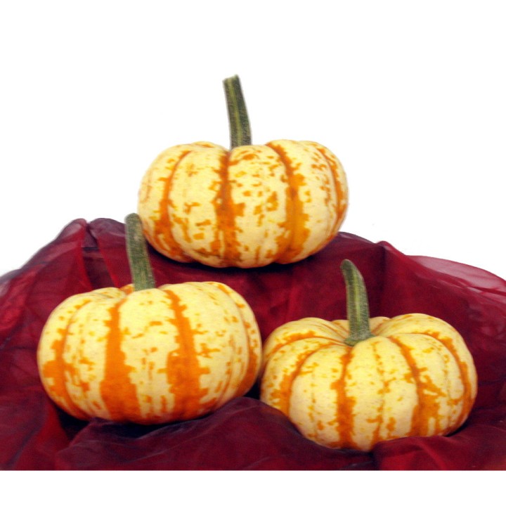 Courge SWEET LIGHTNING F1 - Non traité