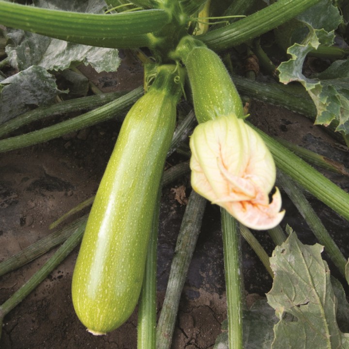 Courgette MAJESTEE F1 blanche - Non traité