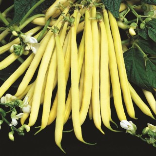 Haricot nain jaune DORADO - Non traité