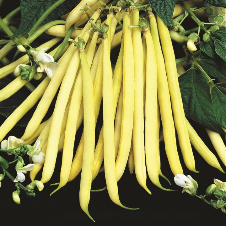 Haricot nain jaune DORADO - Non traité
