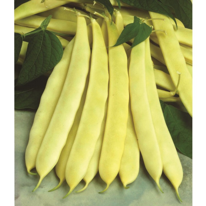 Haricot nain plat jaune CAPITANO - Non traité