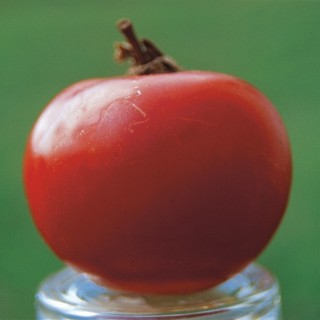 Tomate ROSE DE BERNE ronde rouge rosé - Non traité
