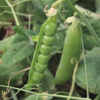 Pois grain ridé MERVEILLE DE KELVEDON - Bio