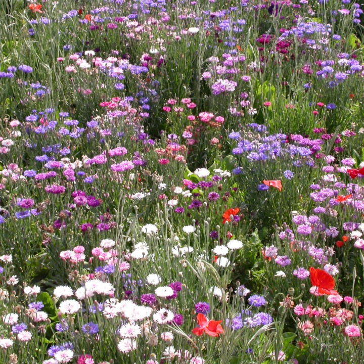 Mélange fleuri d'automne ronde de Valence - Non traité
