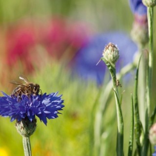 Graines de Mélange fleuri Mellifère - Non traité