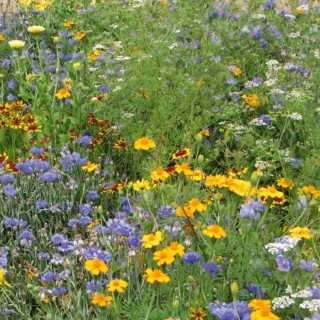 Graines de Mélange fleuri pollinisateurs annuel - Non traité