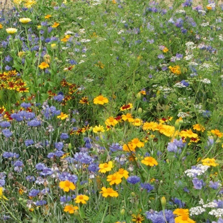 Graines de Mélange fleuri pollinisateurs annuel - Non traité