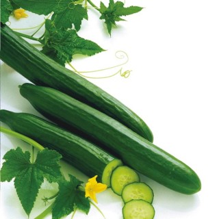 Graines de Concombre ARAMON F1 hollandais- Bio