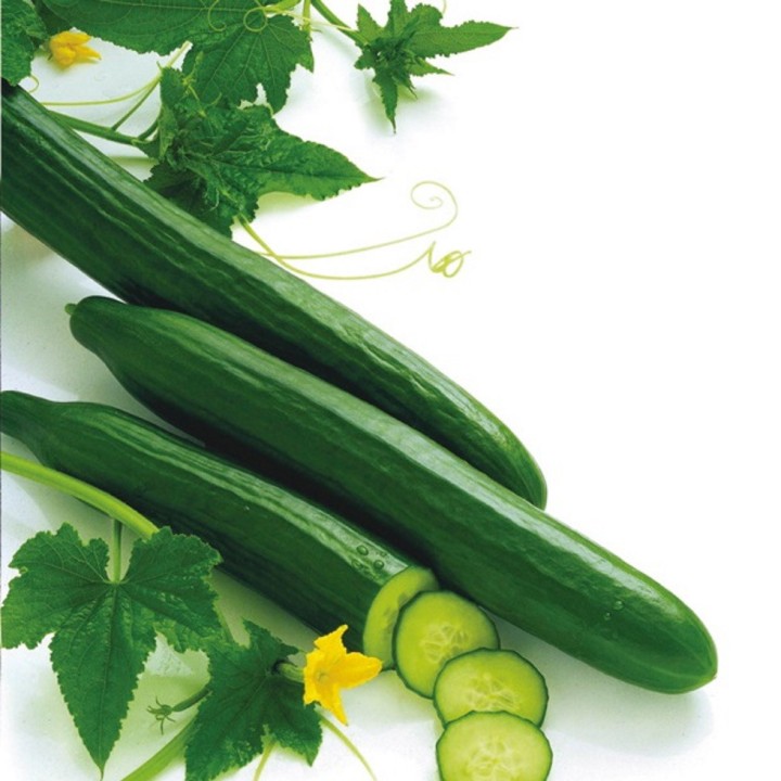 Concombre ARAMON F1 hollandais- Bio