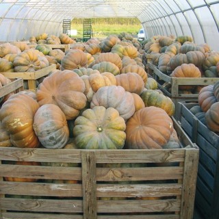 Graines de Courge musquée DE PROVENCE - Bio