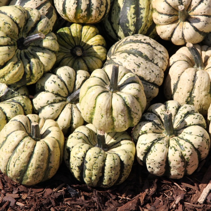 Courge SWEET DUMPLING - Bio