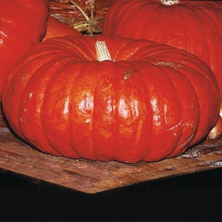 Graines de Courge ROUGE VIF D'ETAMPES - Non traité