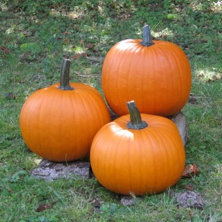 Graines de Courge TERRAFIN F1 halloween - Non traité
