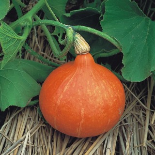 Courge UCHIKI KURI - Non traité
