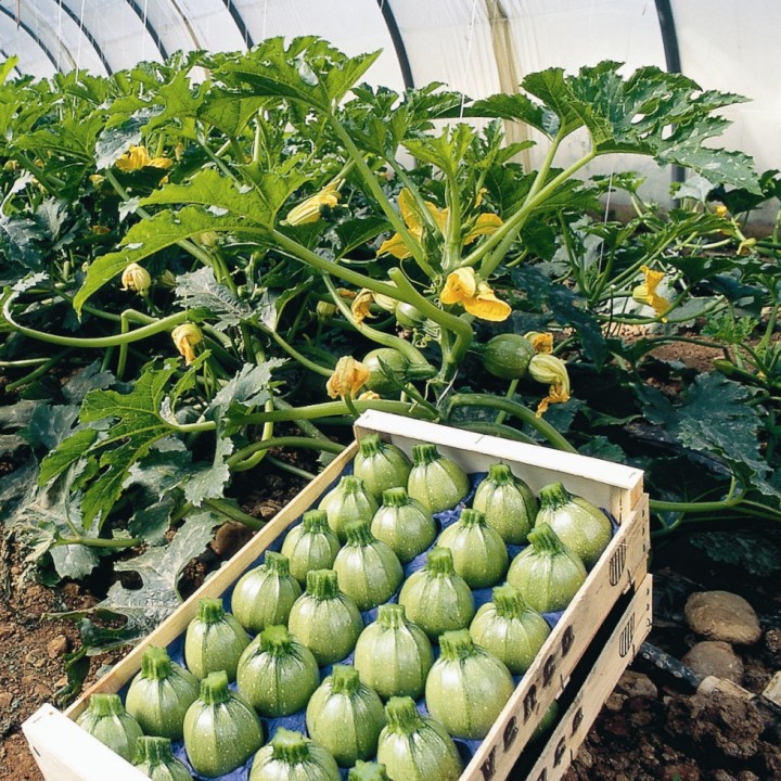 Courgette GEODE F1 ronde vert moyen - Non traité