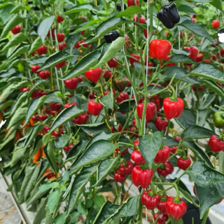Piment CAROLINA REAPER - Non traité