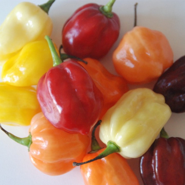 Graines de Piment HABANERO MIX - Non traité