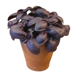 Basilic GRENAT pourpre - Non traité