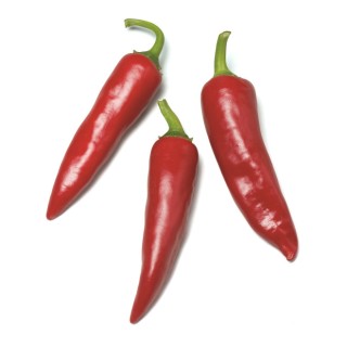 Graines de Piment SUCETTE DE PROVENCE - Non traité
