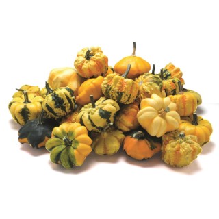 Courge décorative GALAXY OF STAR - Non traité