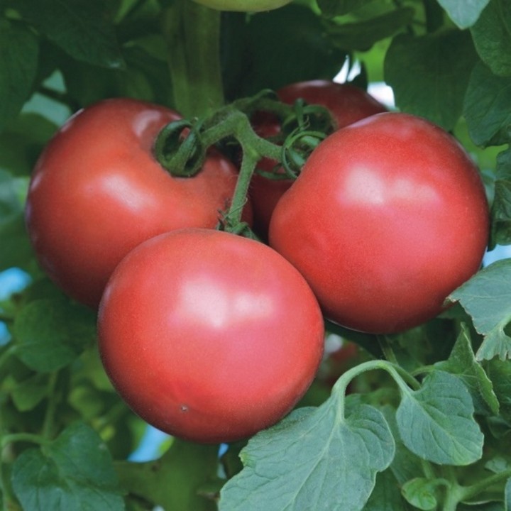 Graines de Tomate PINK TREAT F1 ronde rose - Non traité