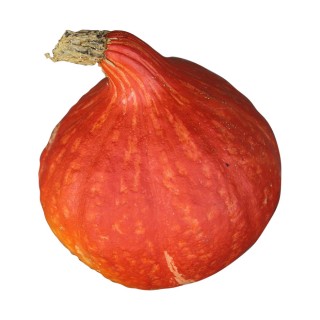 Graines de Courge UCHIKI KURI - Bio